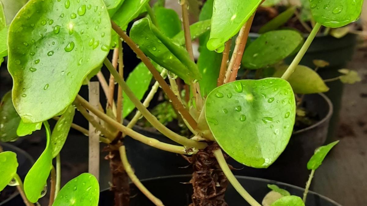 Pilea