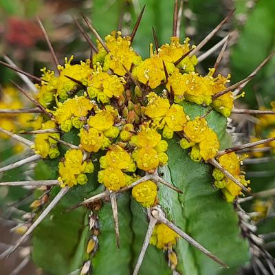 Euphorbia fruticosa