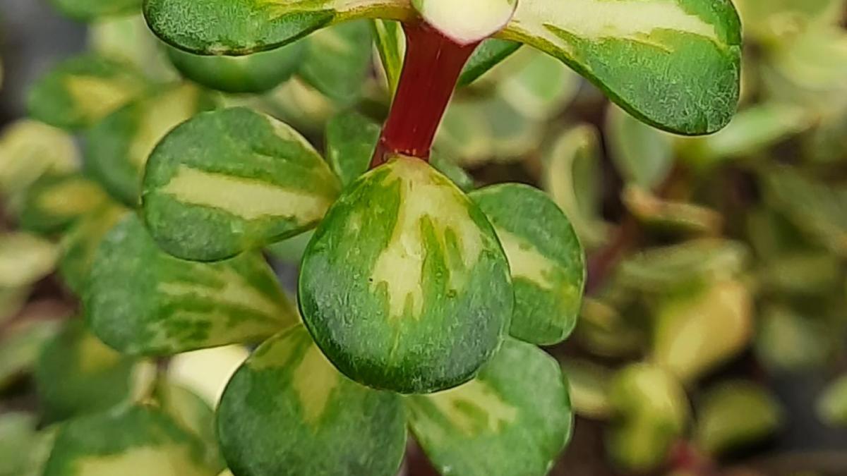 Portulacaria