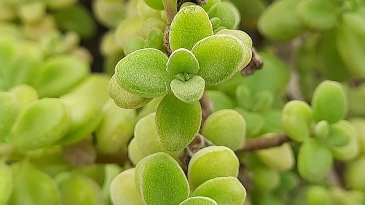 Plectranthus