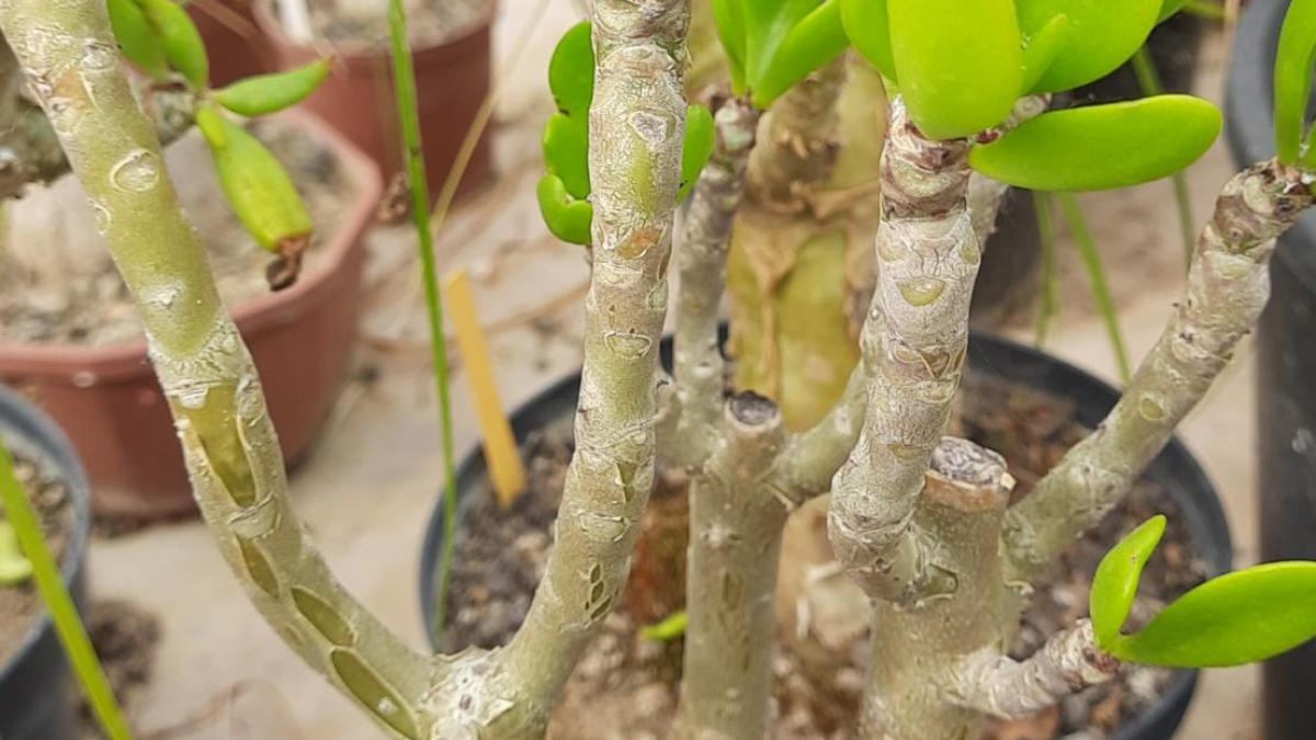 Tylecodon