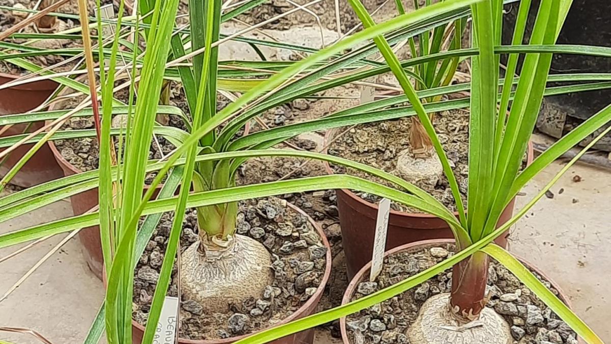Beaucarnea