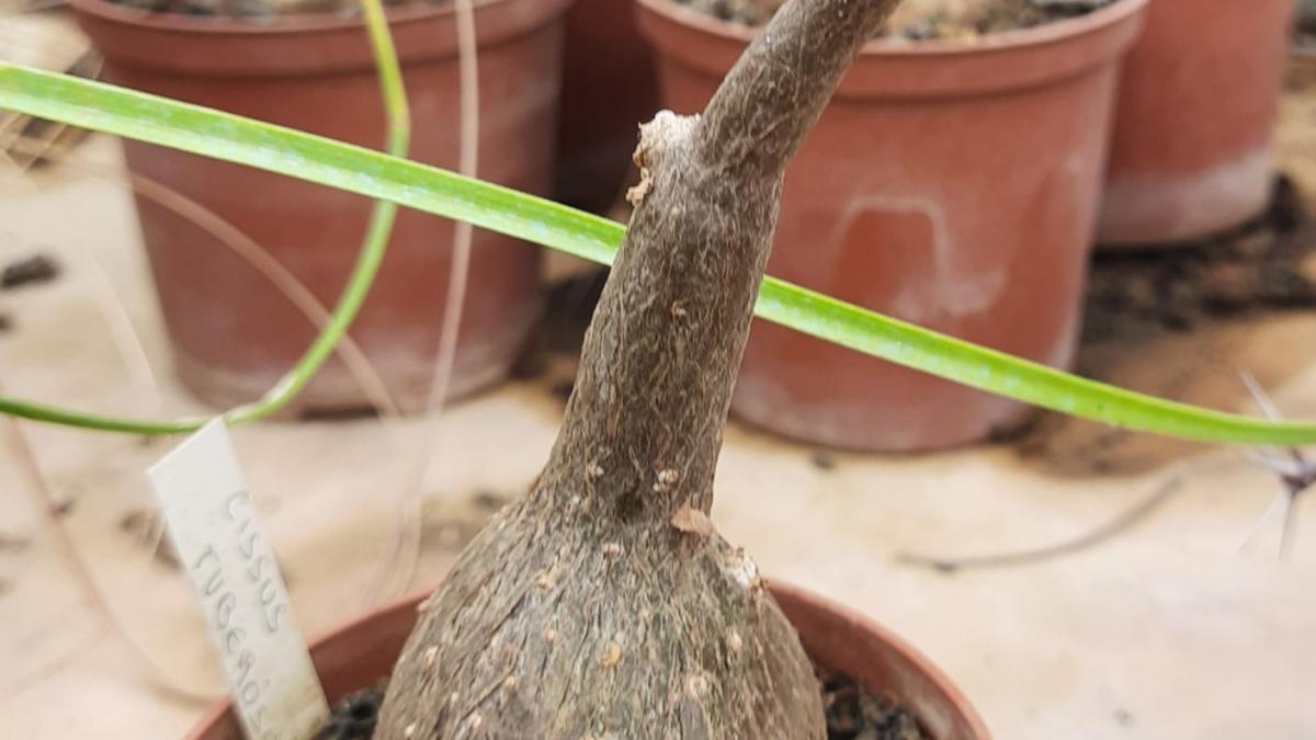 Cissus