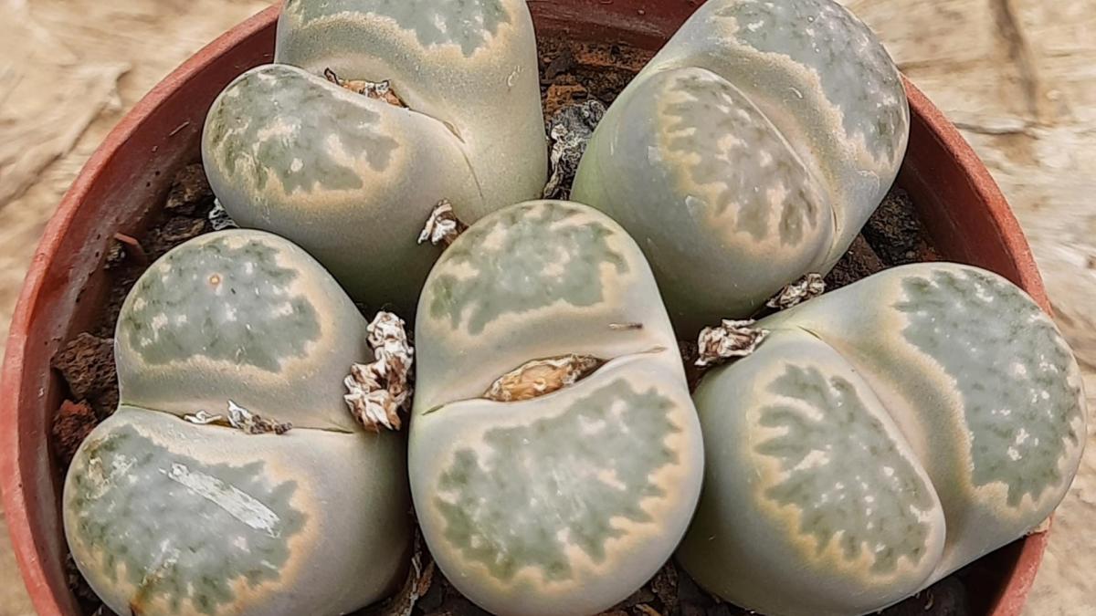 Lithops