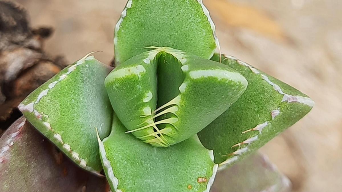 Faucaria