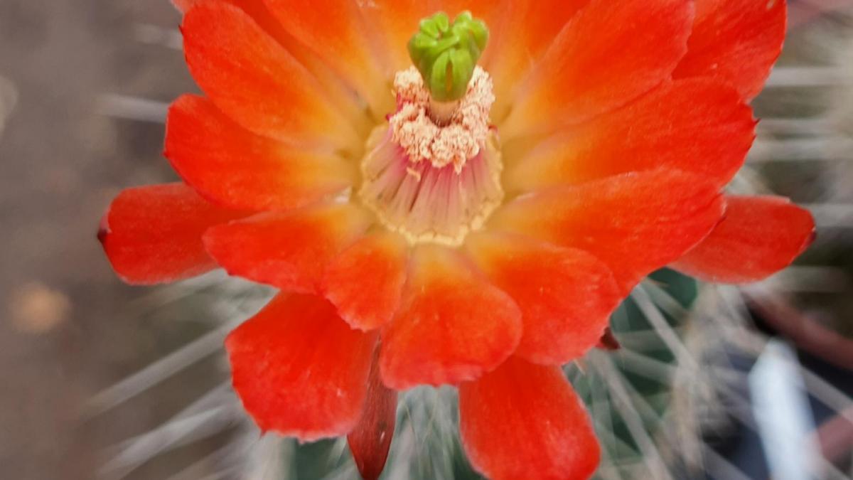 Echinocereus