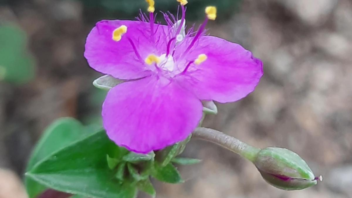 Callisia