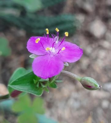 Callisia navicularis