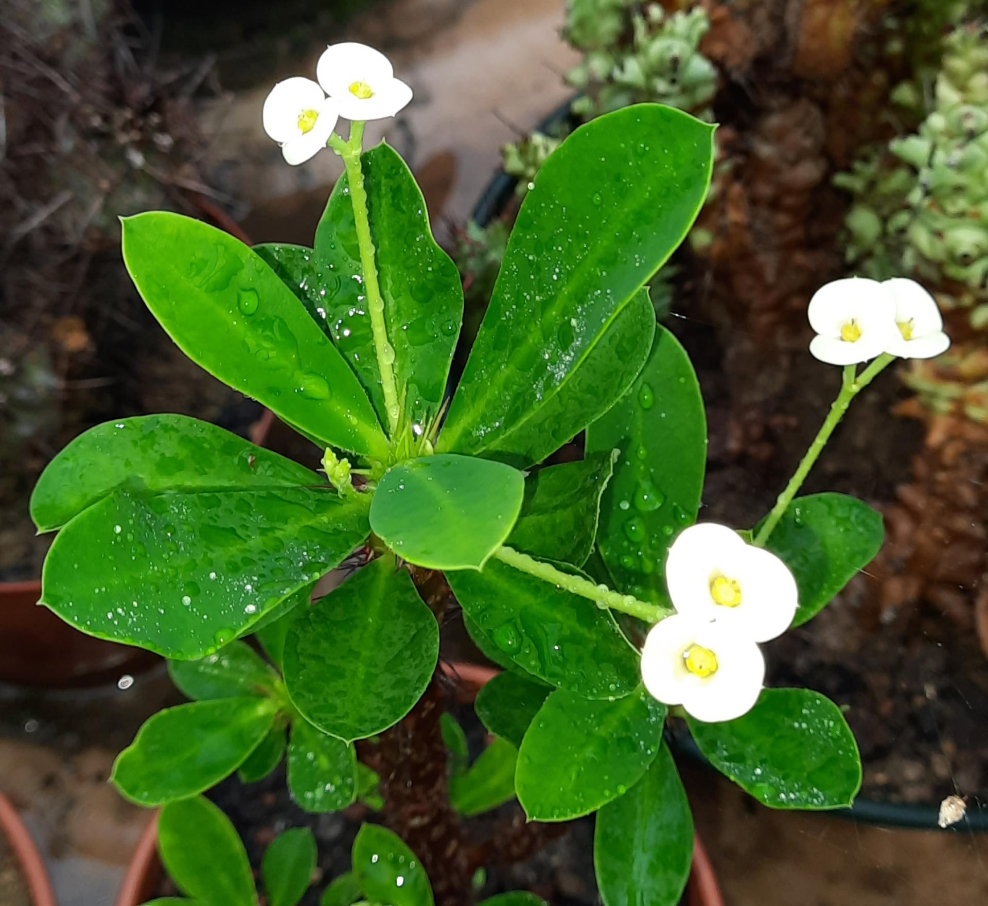 Euphorbia X milii fleurs blanches