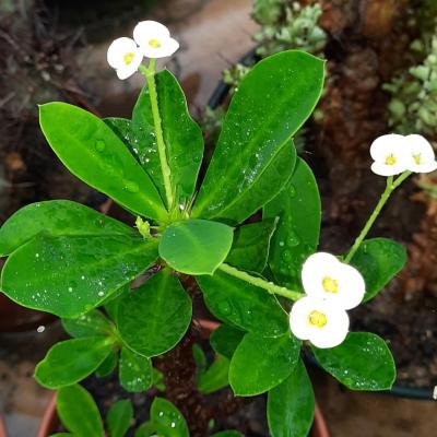 Euphorbia X milii fleurs blanches