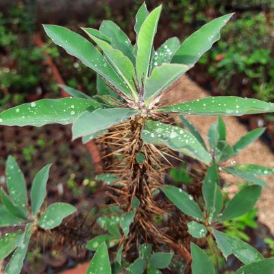 Euphorbia horombensis