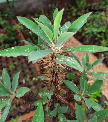Euphorbia horombensis
