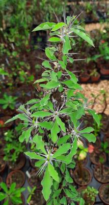 Euphorbia croizatii