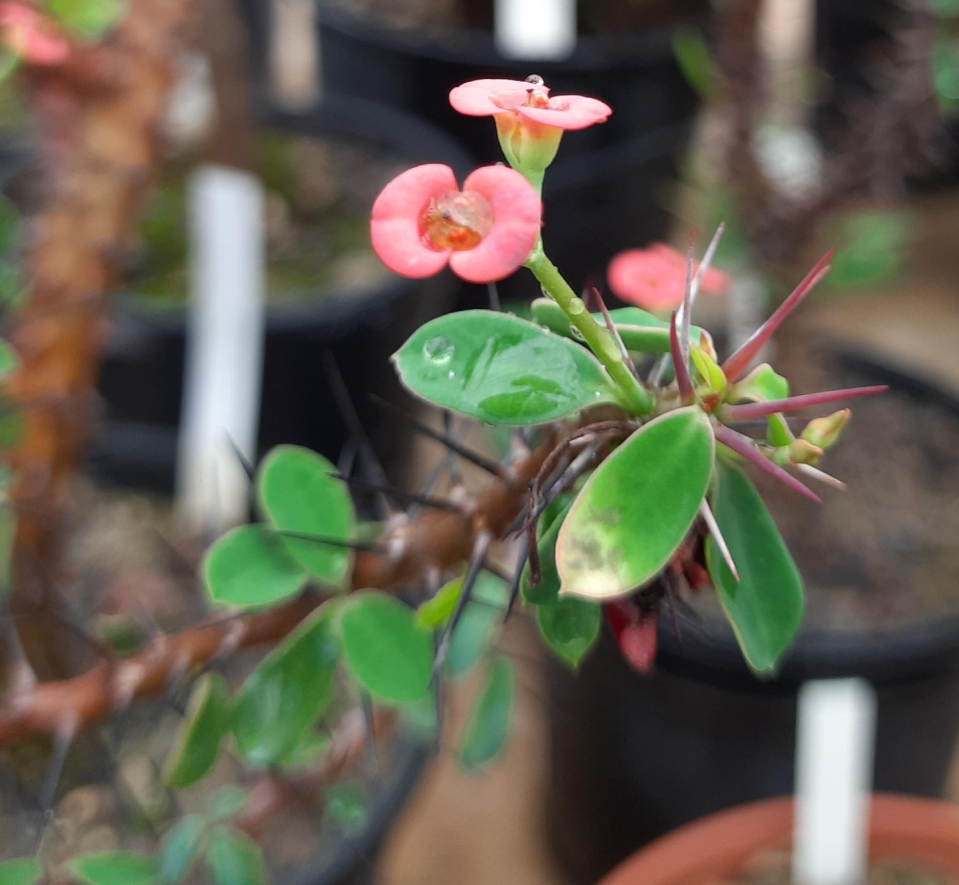 Euphorbia X beharensis (fleurs rouges)