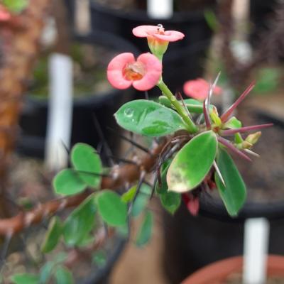 Euphorbia X beharensis (fleurs rouges)