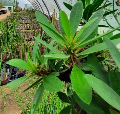 Euphorbia capuronii