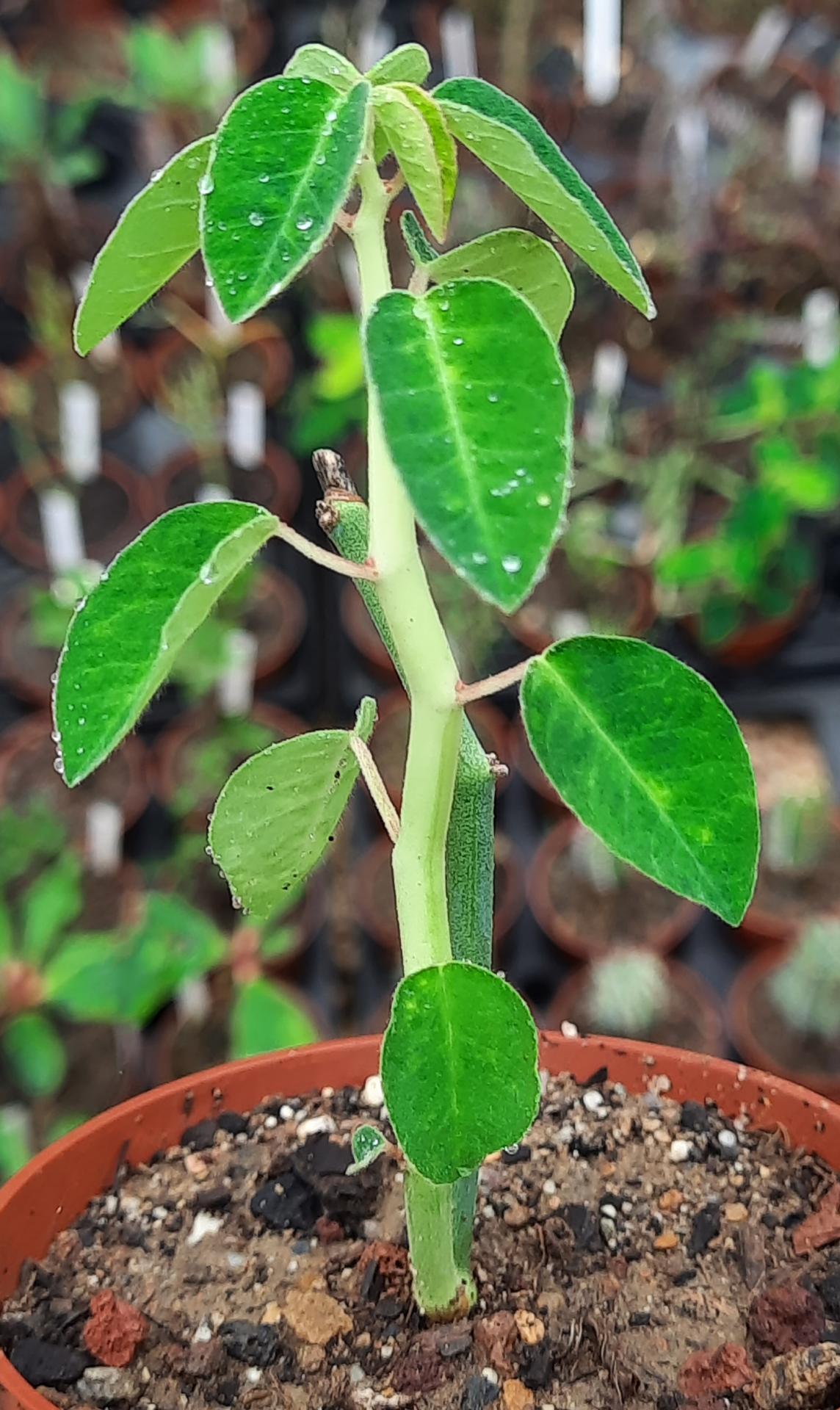 Euphorbia ephedromorpha