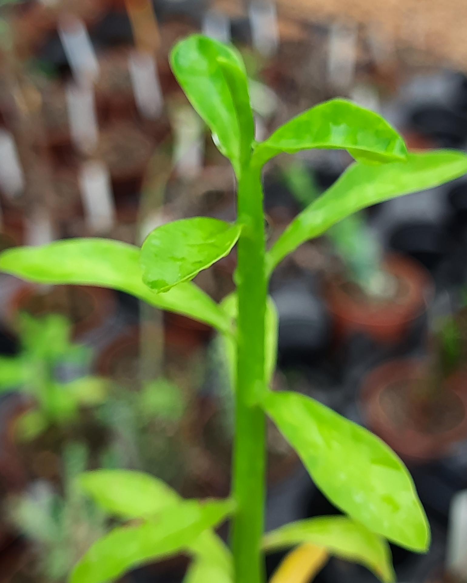 Euphorbia laro