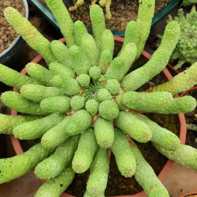 Euphorbia inermis