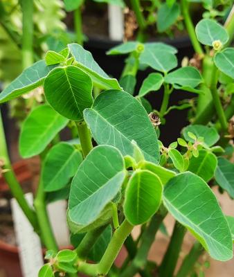 Euphorbia guiengola