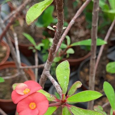 Euphorbia tardieuana