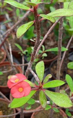 Euphorbia tardieuana
