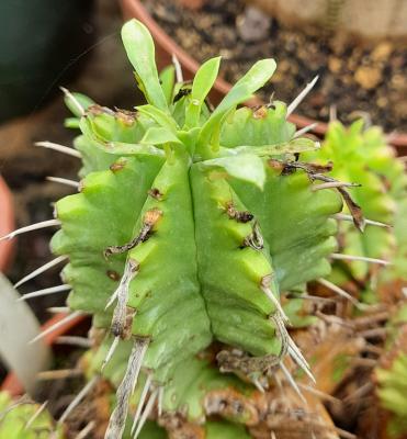 Euphorbia pulvinata