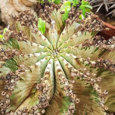 Euphorbia horrida 