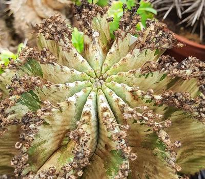 Euphorbia horrida