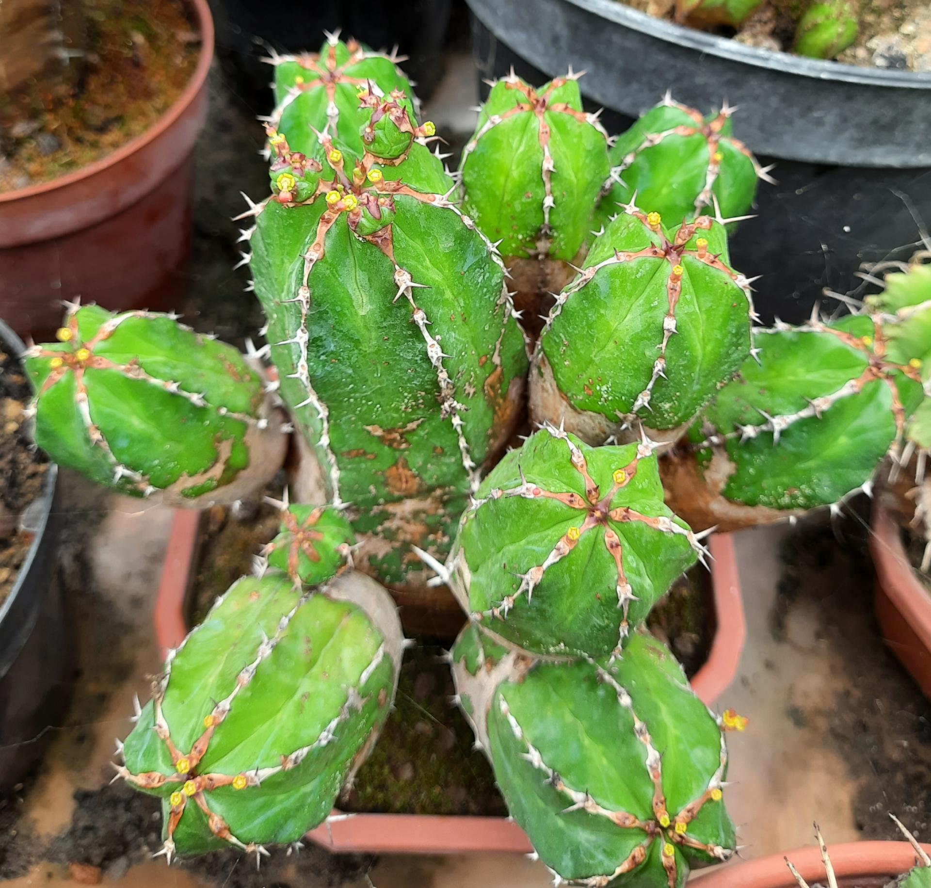 Euphorbia echinus f.Novae