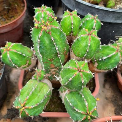 Euphorbia echinus f.Novae