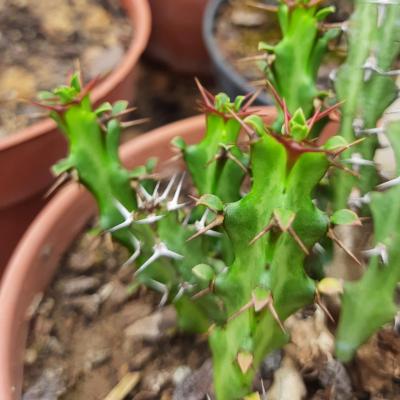 Euphorbia jubata