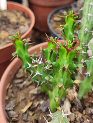 Euphorbia jubata