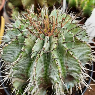 Euphorbia horrida striata