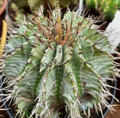Euphorbia horrida striata