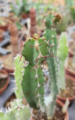 Euphorbia keithii