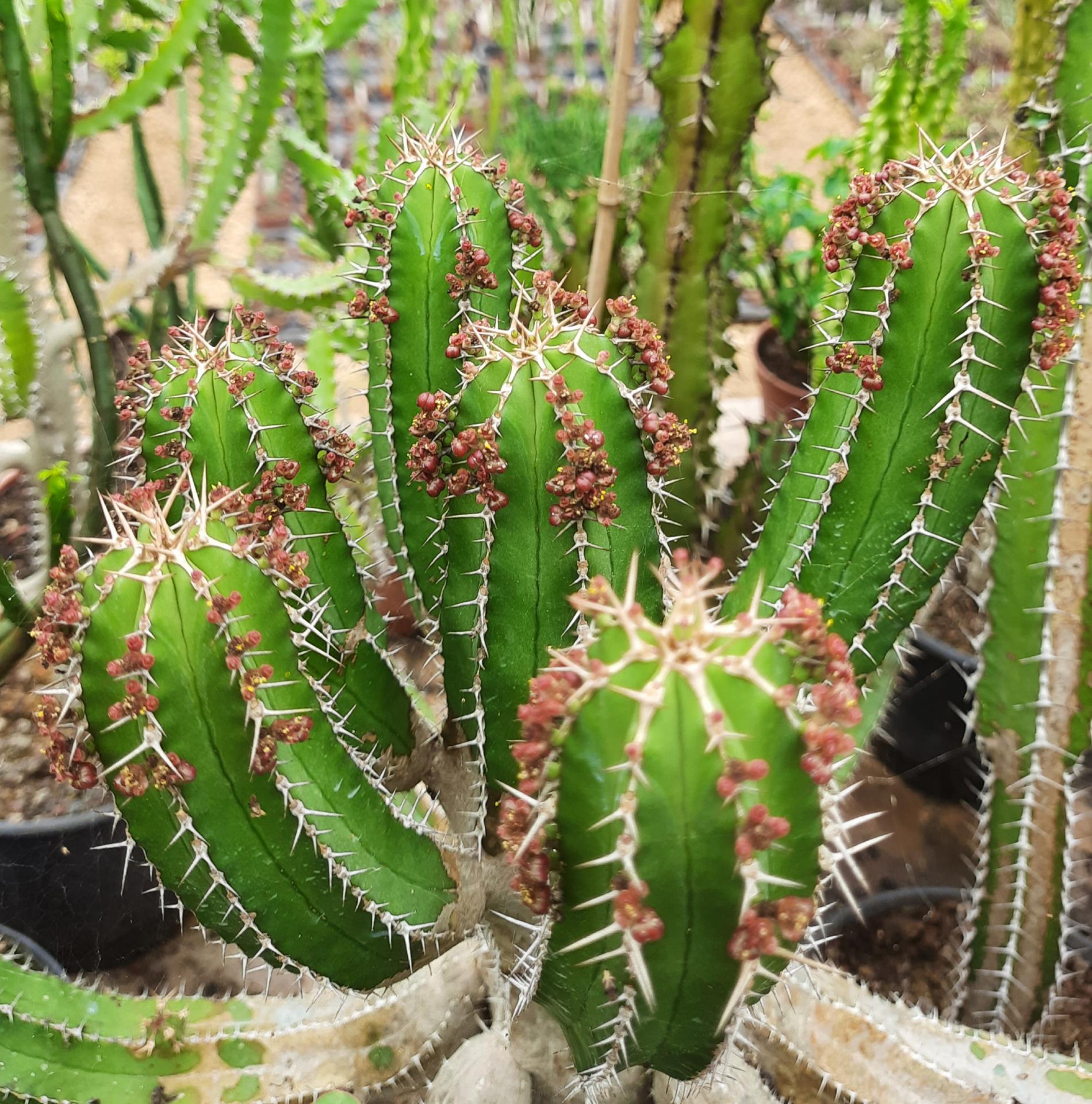 Euphorbia echinus