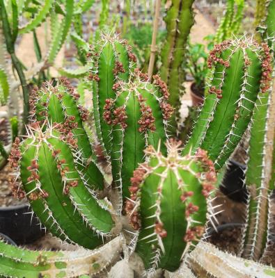 Euphorbia echinus