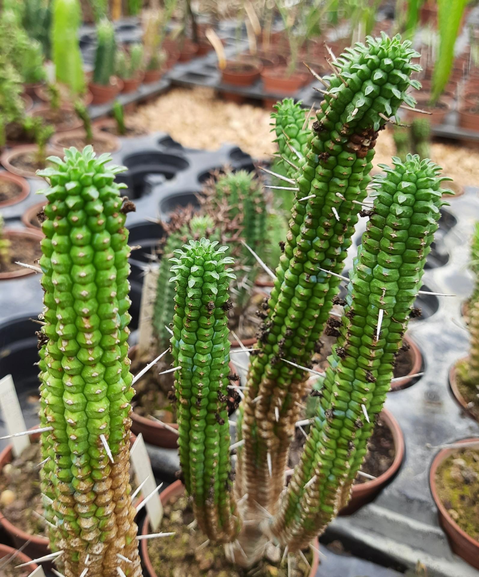 Euphorbia fimbriata