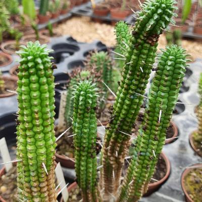 Euphorbia fimbriata