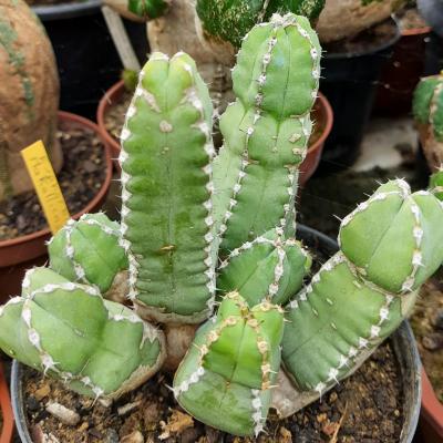 Euphorbia makallensis