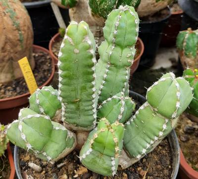 Euphorbia makallensis
