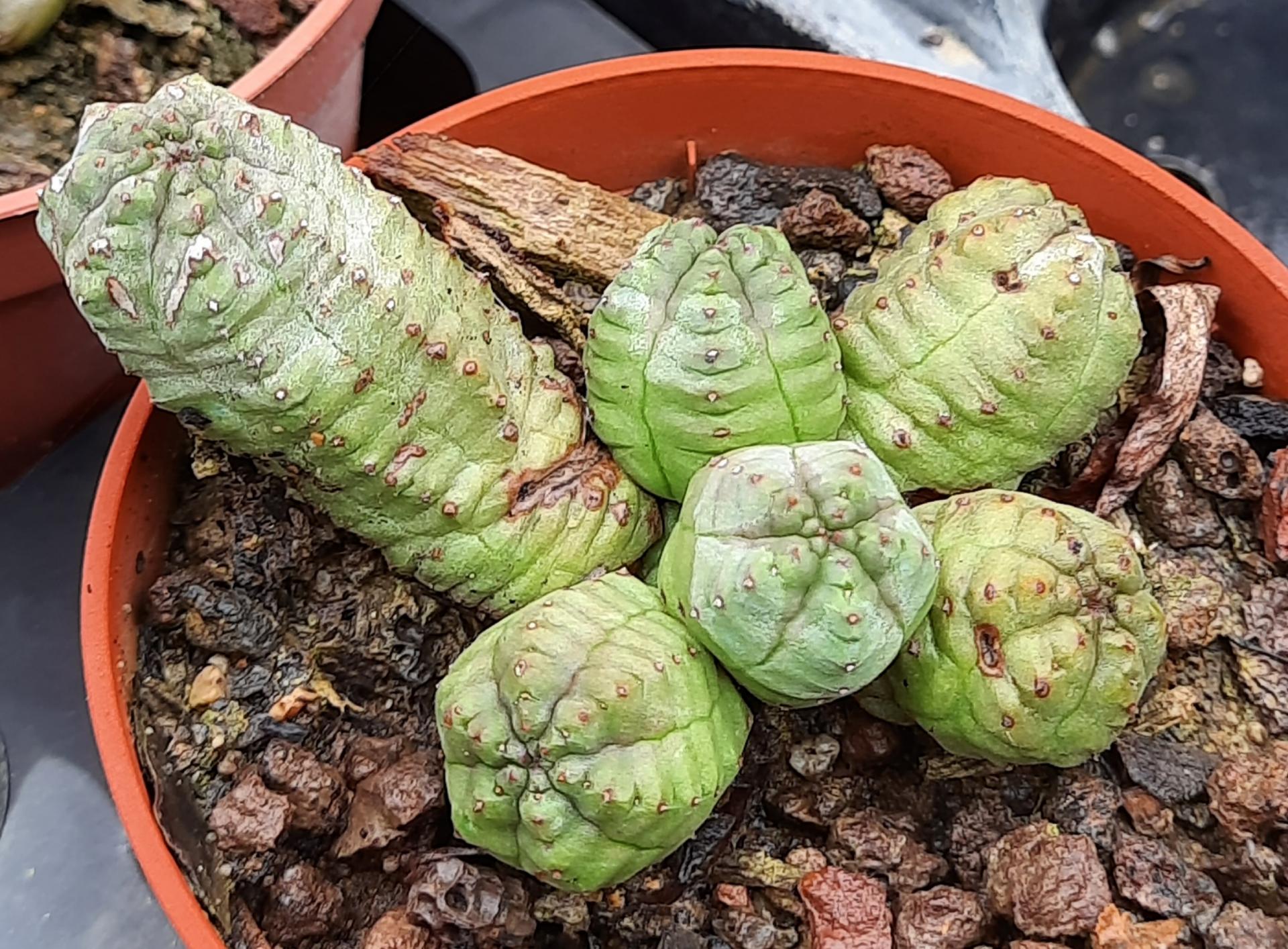 Euphorbia pseudoglobbosa