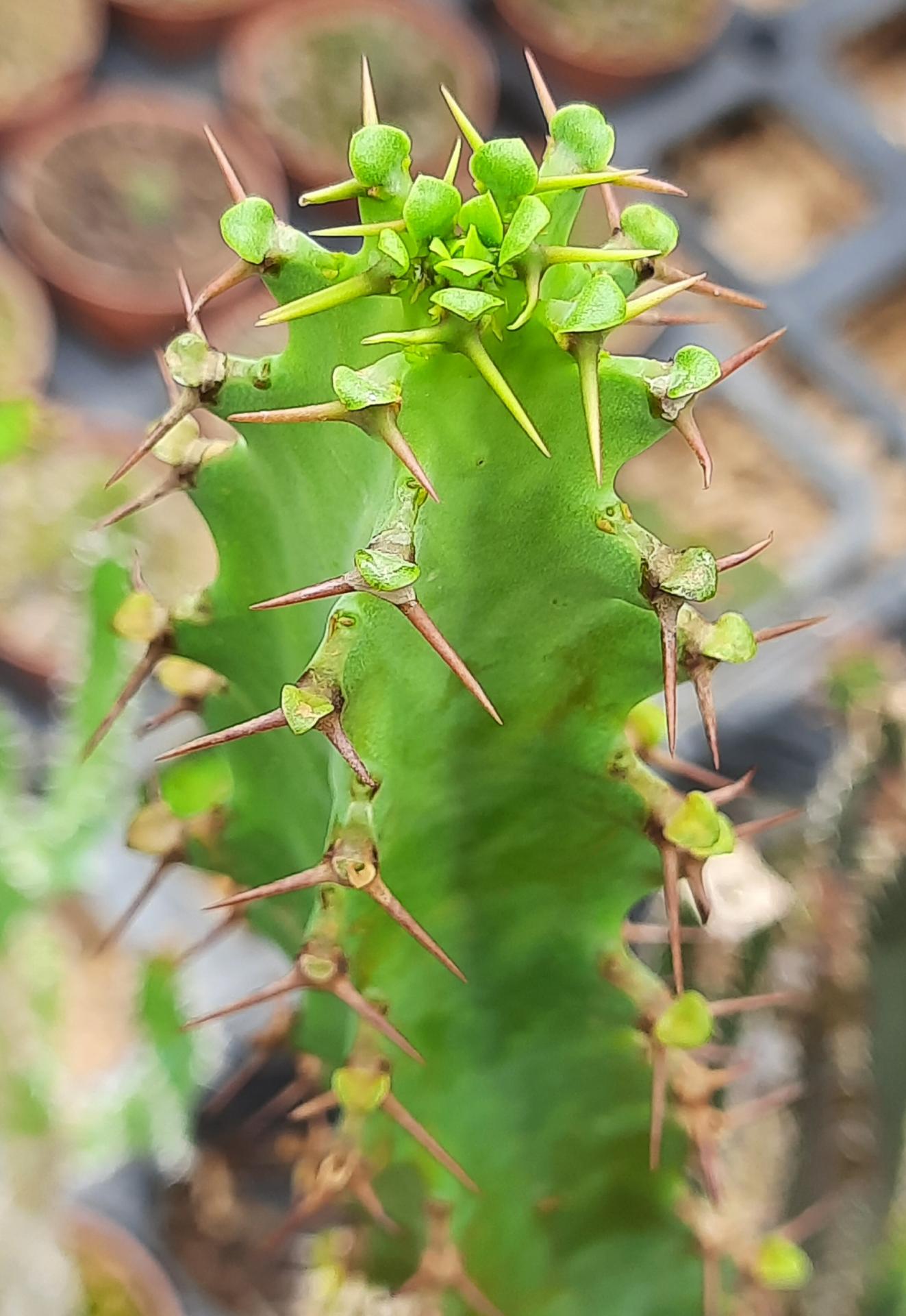 Euphorbia bothae