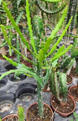 Euphorbia ramipressa