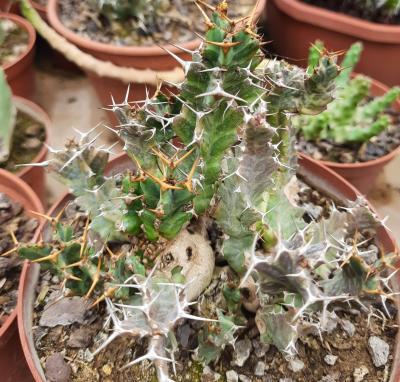 Euphorbia mkuziensis