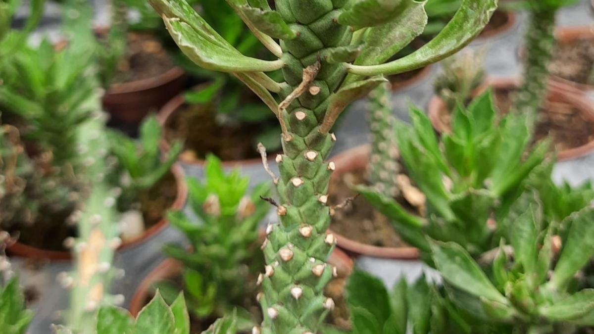 Monadenium