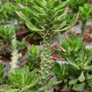 Monadenium guentheri