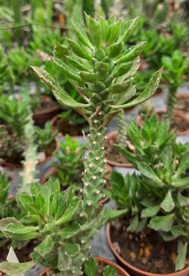 Monadenium guentheri