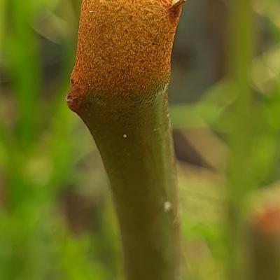 Euphorbia imerina